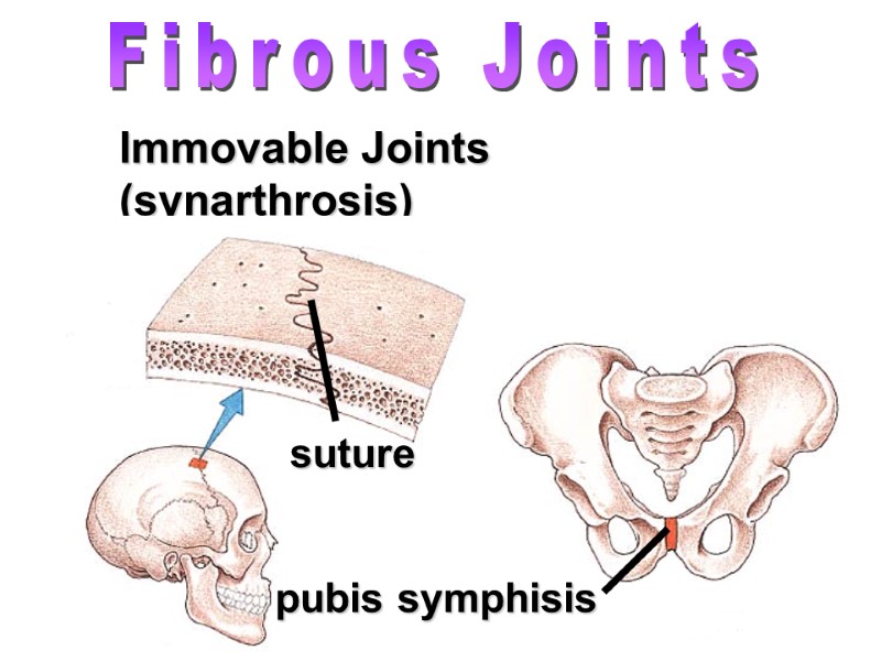 Immovable Joints (synarthrosis) Fibrous Joints